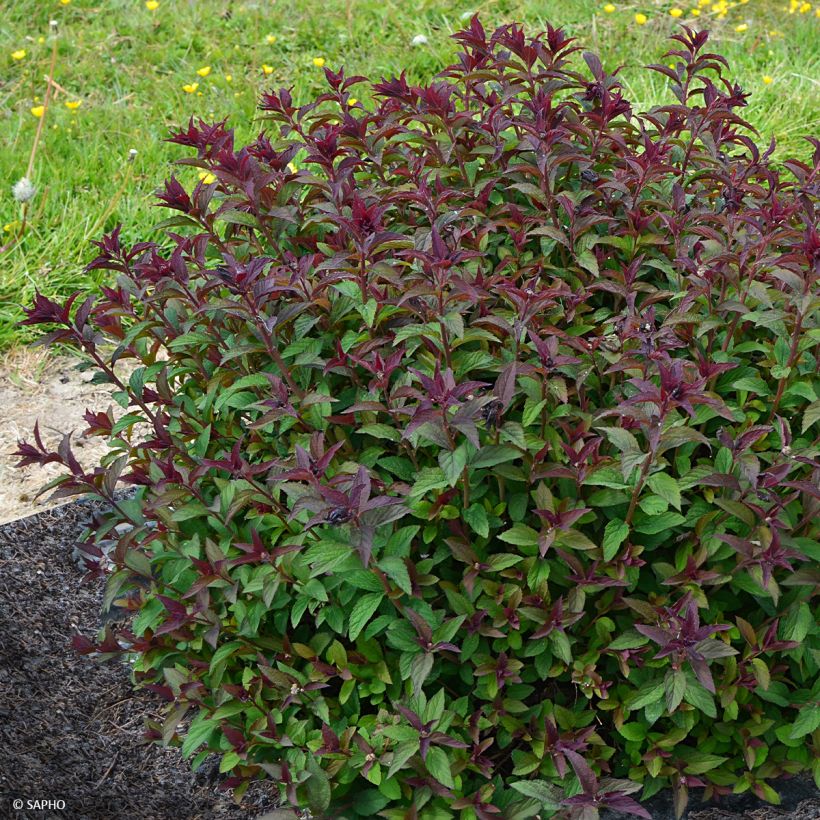 Spiraea japonica Merlo Green - Spierstruik (Groeiplaats)