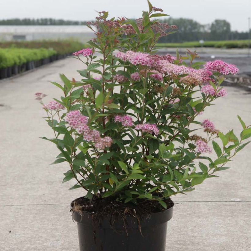 Spiraea japonica Nana - Spierstruik (Groeiplaats)