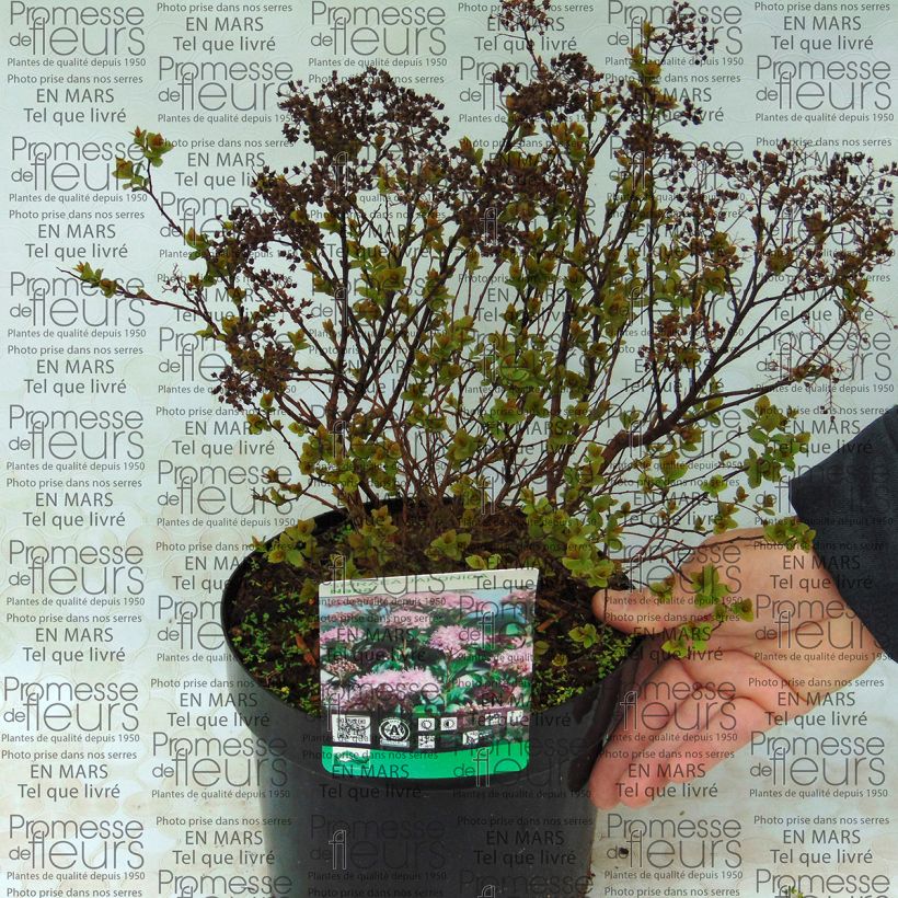 Voorbeeld van een exemplaar van Spiraea japonica Nana - Spierstruik Pot van 3 l/4 l zoals geleverd
