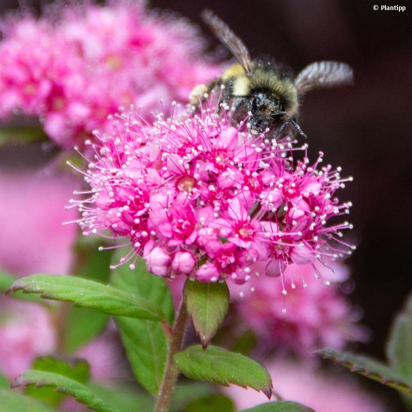 Spiraea japonica Odessa - Spierstruik (Bloei)