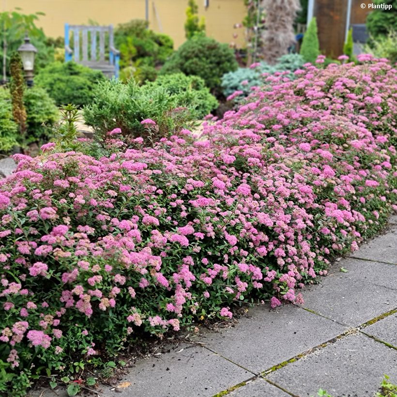 Spiraea japonica Odessa - Spierstruik (Groeiplaats)
