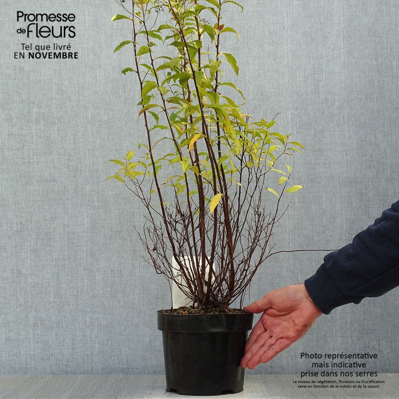 Exemplaar van Spiraea japonica Shirobana - Spierstruik Pot van 2 l/3 l zoals geleverd in de herfst