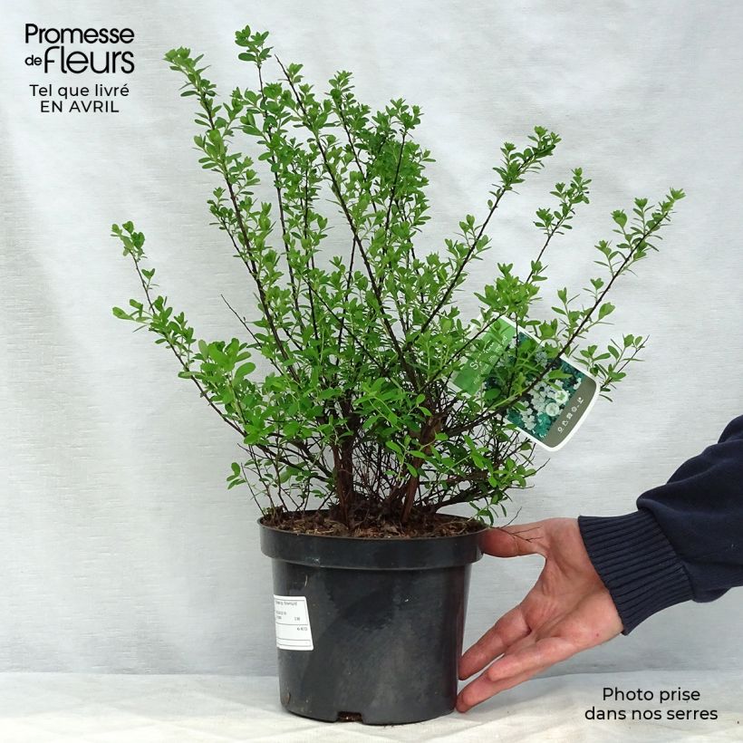 Example of Spiraea nipponica Snowmound - Nipponspirea Pot van 3 l/4 l as you get in printemps