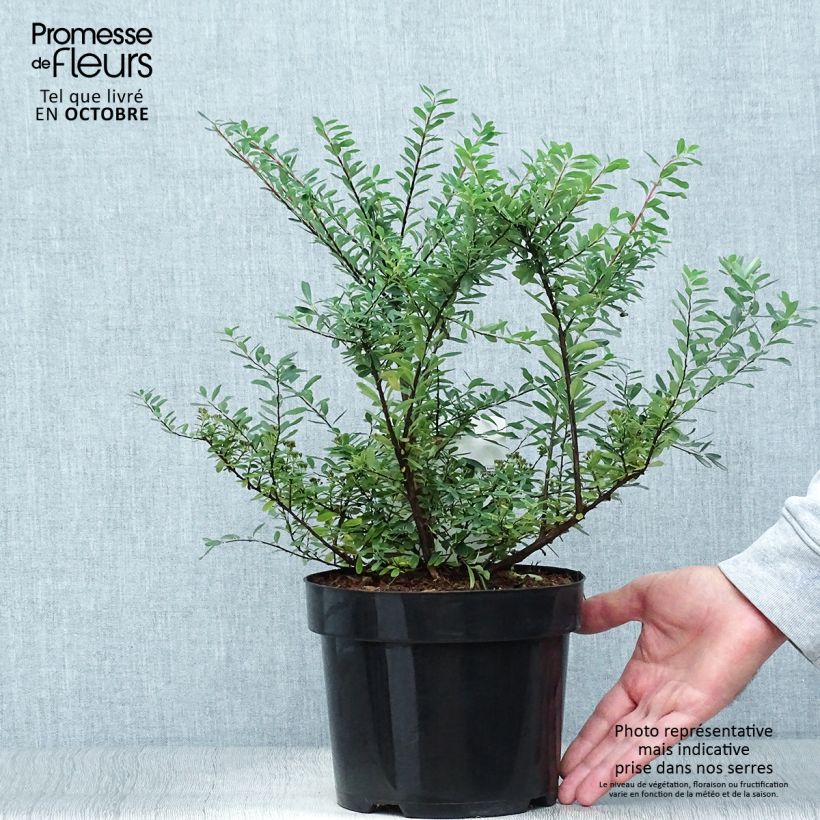 Exemplaar van Spiraea nipponica Snowmound - Nipponspirea Pot van 3 l/4 l zoals geleverd in de herfst