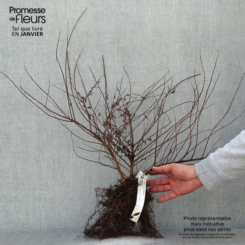 Example of Spiraea nipponica Snowmound - Nipponspirea Naakte wortel as you get in hiver