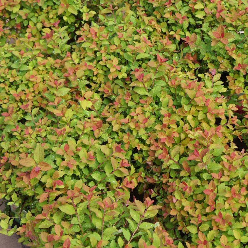 Spiraea japonica Sparkling Champagne - Spierstruik (Blad)