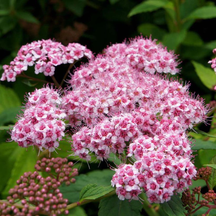 Spiraea japonica Sparkling Champagne - Spierstruik (Bloei)