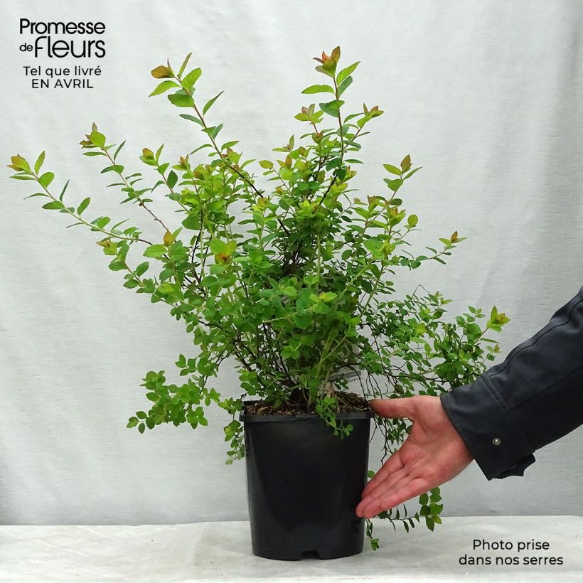 Exemplaar van Spiraea japonica Sparkling Champagne - Spierstruik Pot van 3 l/4 l zoals geleverd in de lente