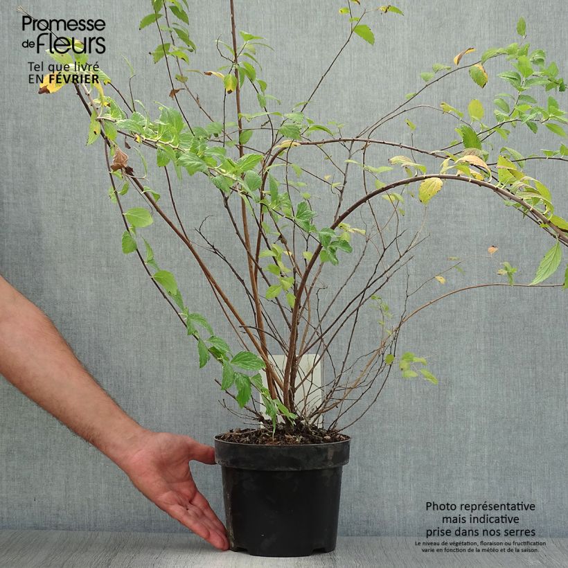 Exemplaar van Spiraea japonica Sparkling Champagne - Spierstruik Pot van 3 l/4 l zoals geleverd in de herfst