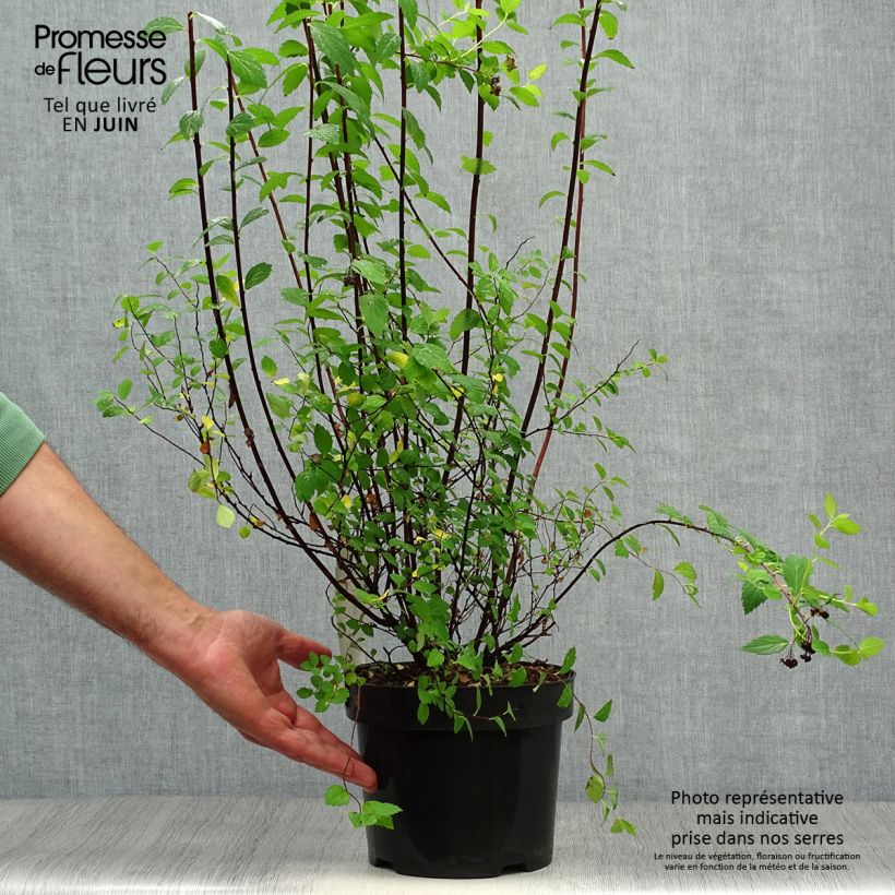 Exemplaar van Spiraea japonica Sparkling Champagne - Spierstruik Pot van 3 l/4 l zoals geleverd in de zomer