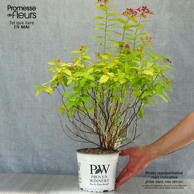 Exemplaar van Spiraea japonica Double Play Big Bang - Spierstruik Pot van 2 l/3 l zoals geleverd in de lente