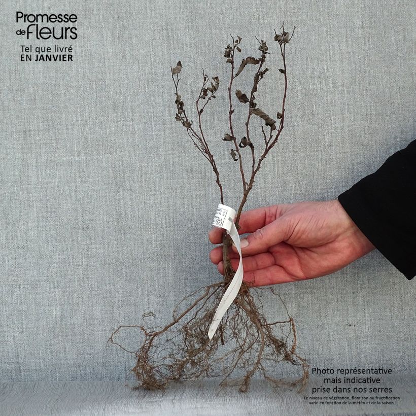 Example of Spiraea japonica Froebelii - Spierstruik Naakte wortel, Struik as you get in hiver