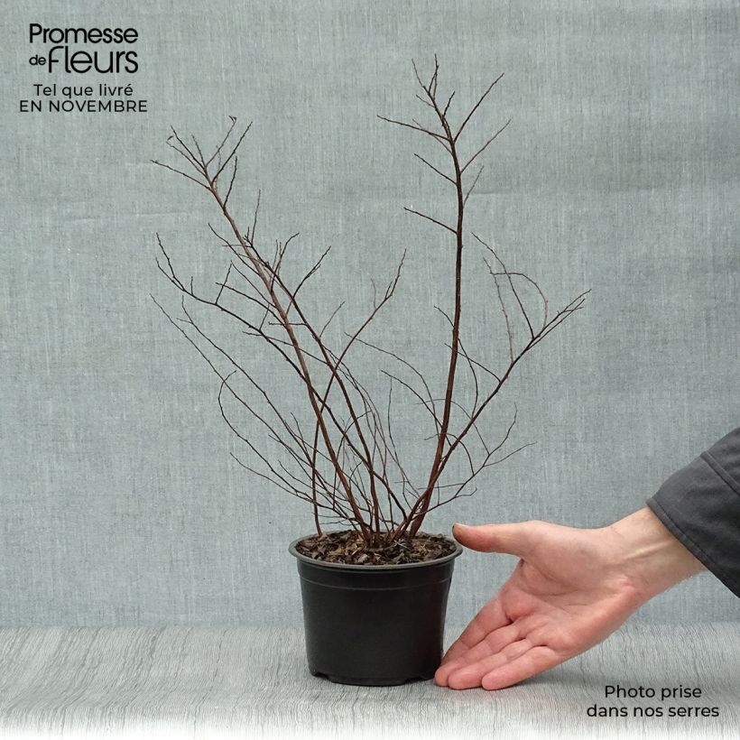 Exemplaar van Spiraea nipponica Halward's Silver - Nipponspirea Pot van 1 l/1,5 l zoals geleverd in de herfst