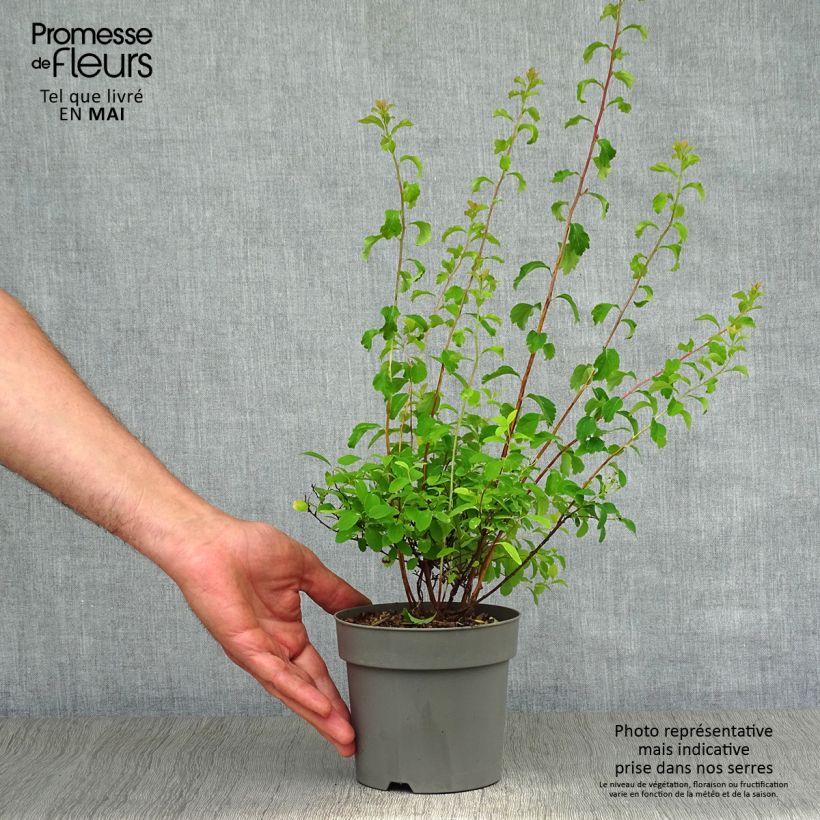 Example of Spiraea nipponica Halward's Silver - Nipponspirea Pot van 1 l/1,5 l as you get in printemps