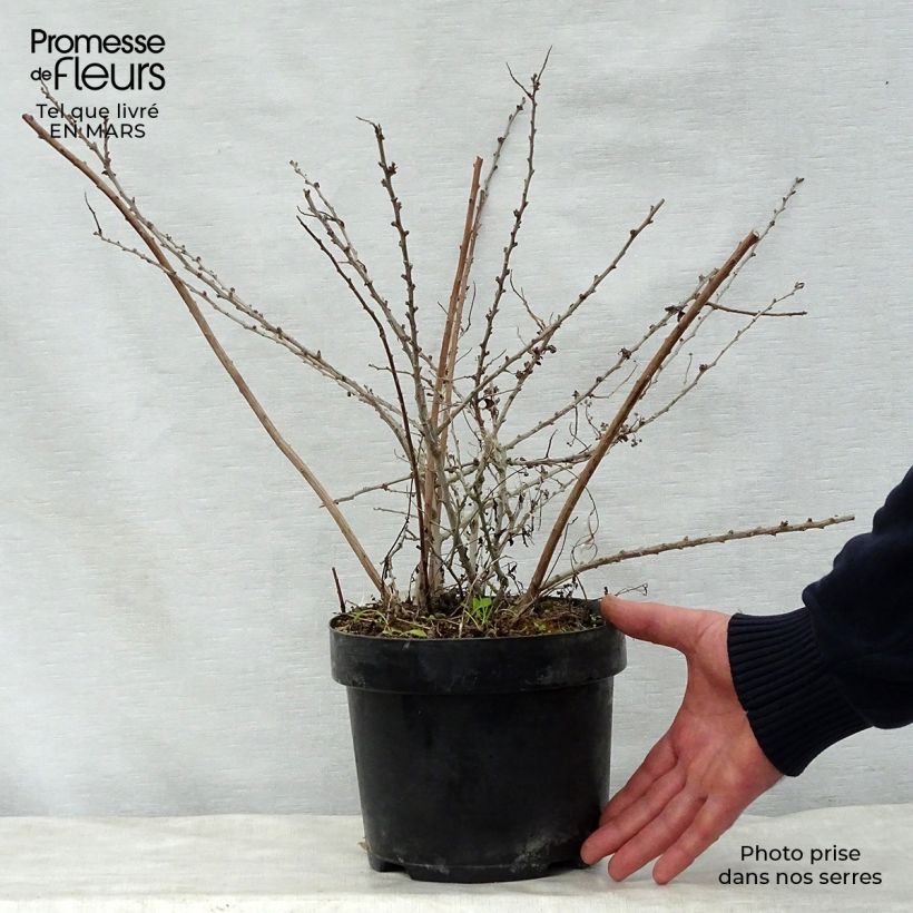 Exemplaar van Spiraea nipponica White Carpet - Nipponspirea Pot van 3 l/4 l zoals geleverd in de lente