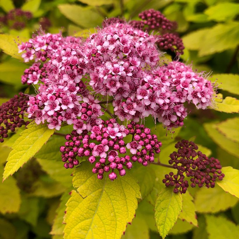Spiraea japonica Double Play Big Bang - Spierstruik (Bloei)