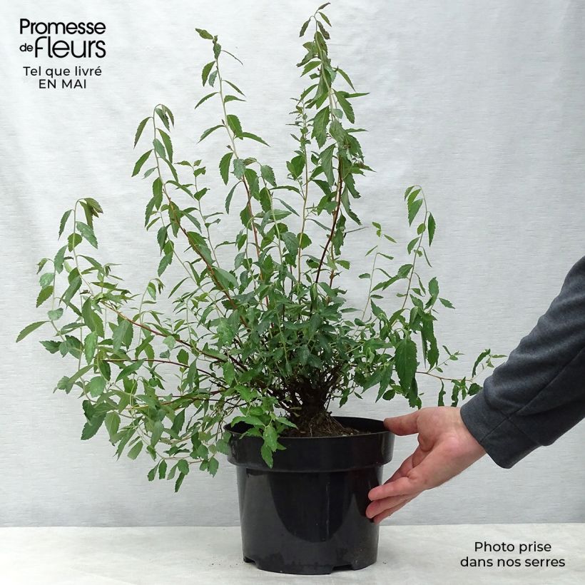 Exemplaar van Spierstruik Anthony Waterer - Spiraea japonica Pot van 4 l/5 l zoals geleverd in de lente