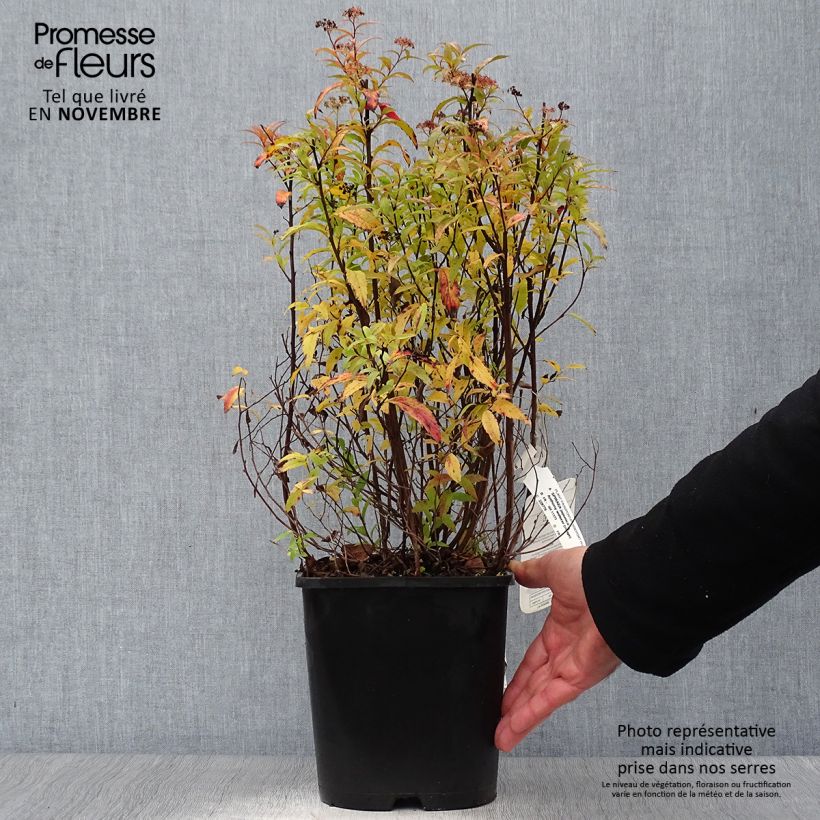 Exemplaar van Spierstruik Anthony Waterer - Spiraea japonica Pot van 4 l/5 l zoals geleverd in de herfst
