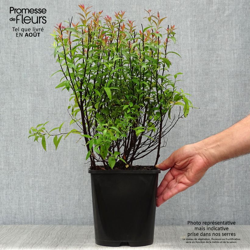 Exemplaar van Spierstruik Anthony Waterer - Spiraea japonica Pot van 4 l/5 l zoals geleverd in de zomer
