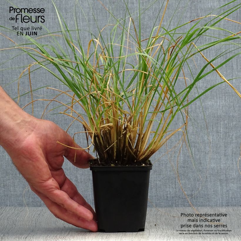 Exemplaar van Sporobolus airoides Delicatesse - Prairiedropzaad Kweekpotje van 8/9 cm zoals geleverd in de zomer