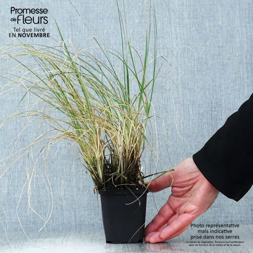 Exemplaar van Sporobolus airoides Delicatesse - Prairiedropzaad Kweekpotje van 8/9 cm zoals geleverd in de herfst