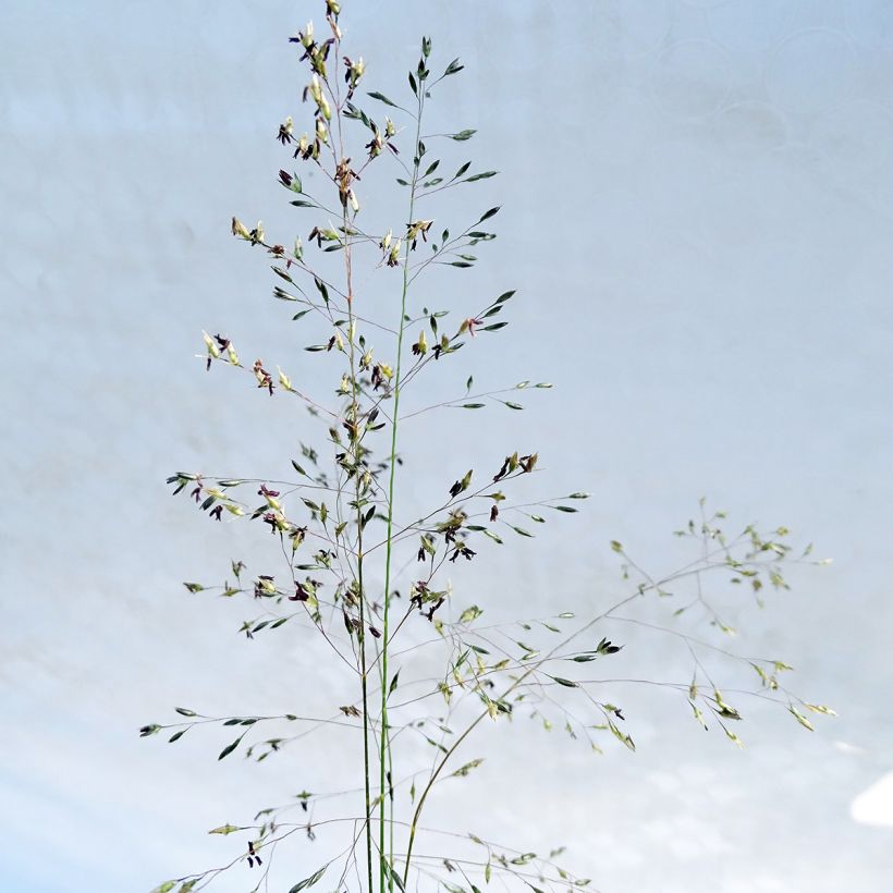 Sporobolus heterolepis - Parelgras (Bloei)