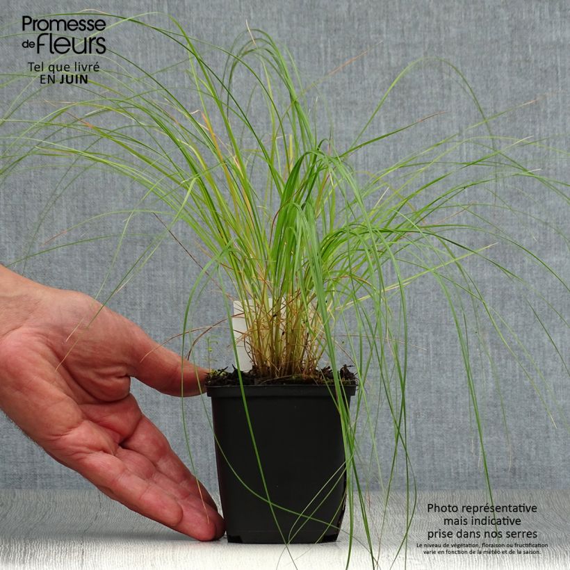 Exemplaar van Sporobolus heterolepis - Parelgras Kweekpotje van 8/9 cm zoals geleverd in de zomer