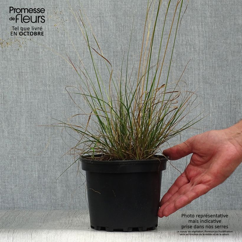 Exemplaar van Sporobolus heterolepis - Parelgras Pot van 2 l/3 l zoals geleverd in de herfst