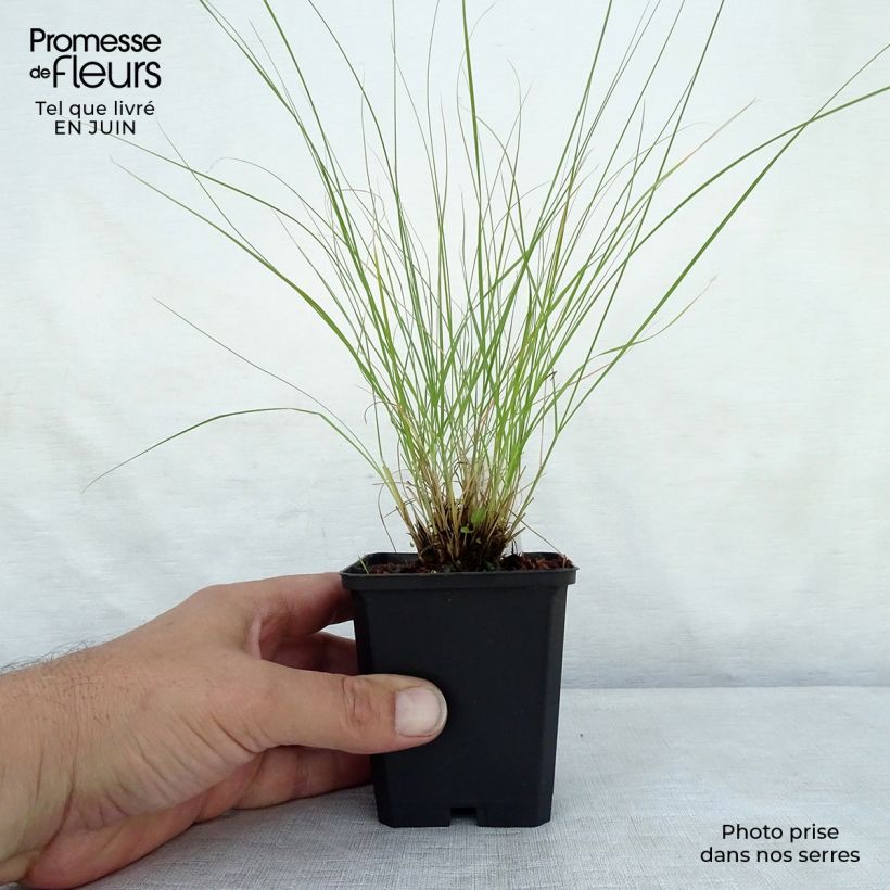 Exemplaar van Sporobolus heterolepis Wisconsin Strain - Parelgras Kweekpotje van 8/9 cm zoals geleverd in de zomer