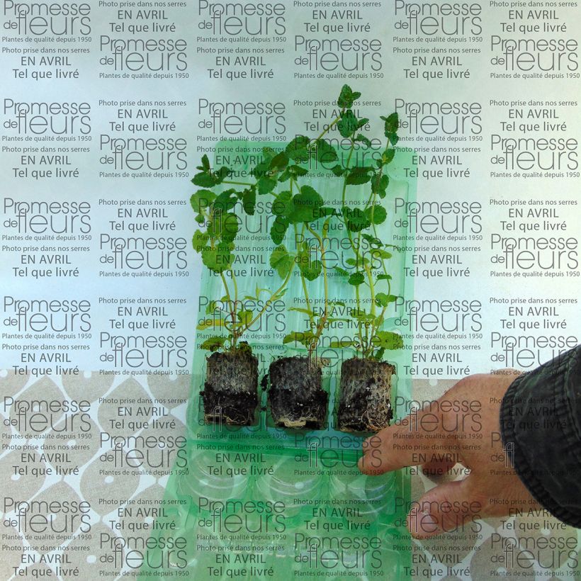 Voorbeeld van een exemplaar van Stachys Lilac Falls - Ezelsoren Mini-mot Ø 3/4 cm zoals geleverd