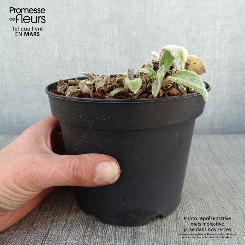 Exemplaar van Stachys byzantina Big Ears - Ezelsoor Pot van 1,5 l/2 l zoals geleverd in de winter