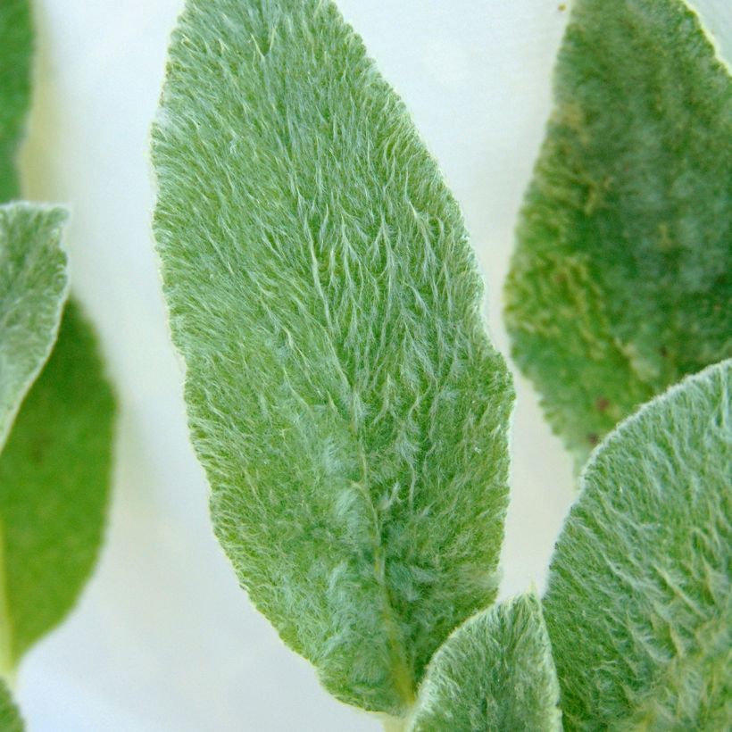 Stachys byzantina - Ezelsoor (Blad)