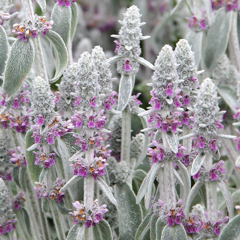 Stachys byzantina - Ezelsoor (Bloei)
