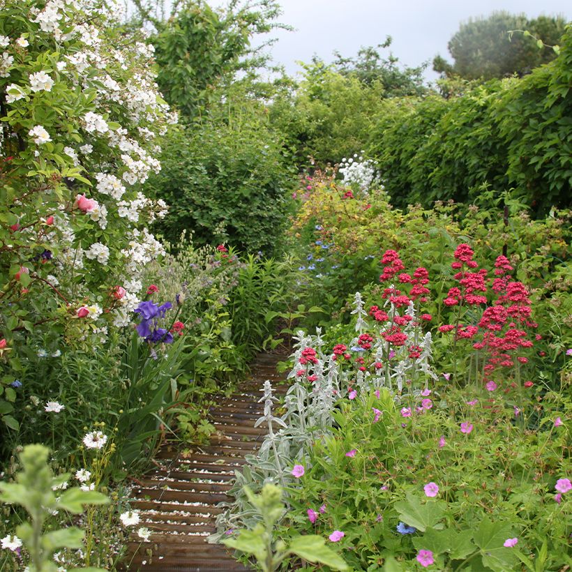 Stachys byzantina - Ezelsoor (Groeiplaats)