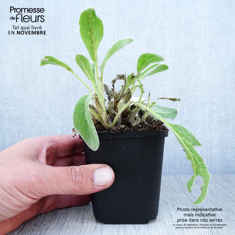 Exemplaar van Stachys byzantina - Ezelsoor Kweekpotje van 8/9 cm zoals geleverd in de herfst