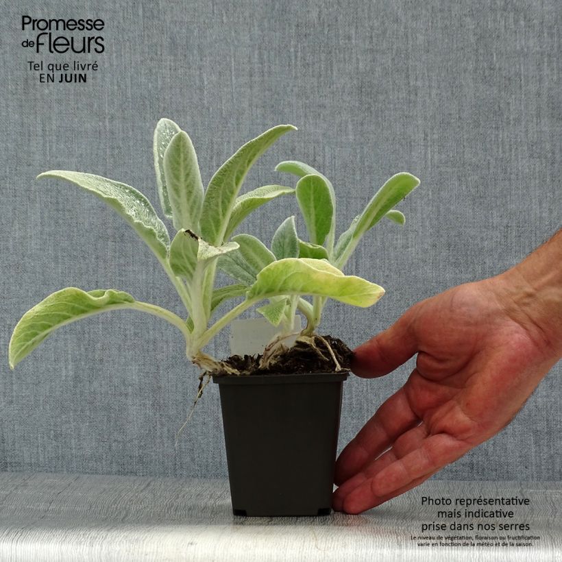 Exemplaar van Stachys byzantina - Ezelsoor Kweekpotje van 8/9 cm zoals geleverd in de zomer