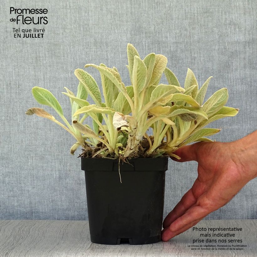 Exemplaar van Stachys byzantina - Ezelsoor Pot van 2 l/3 l zoals geleverd in de zomer