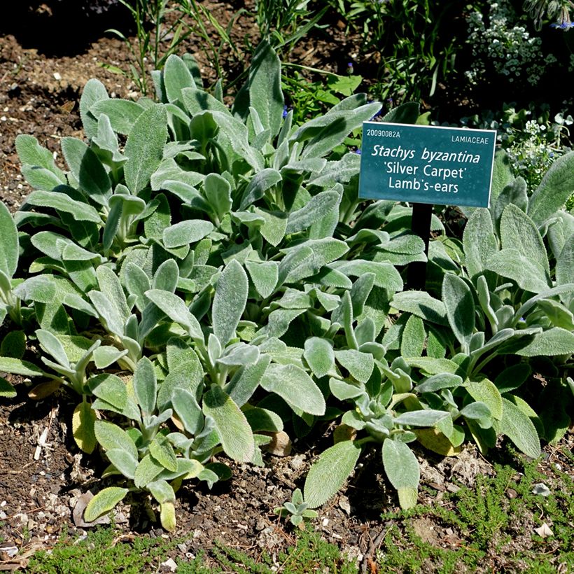 Stachys byzantina Silver Carpet - Ezelsoor (Groeiplaats)