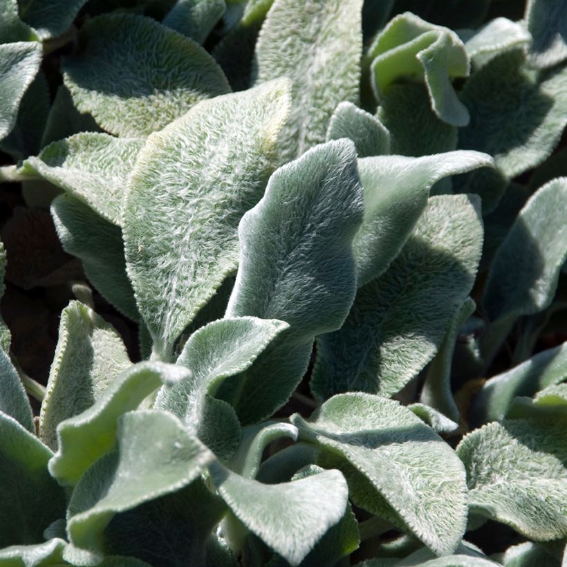 Stachys byzantina Silver Carpet - Ezelsoor (Blad)