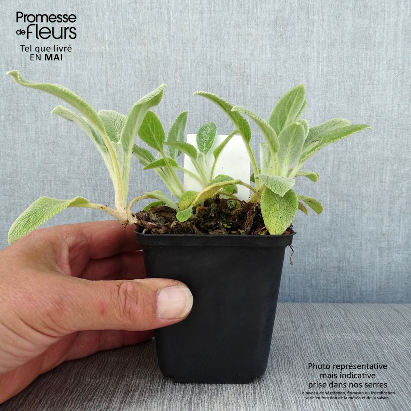 Exemplaar van Stachys byzantina Silver Carpet - Ezelsoor Kweekpotje van 8/9 cm zoals geleverd in de lente