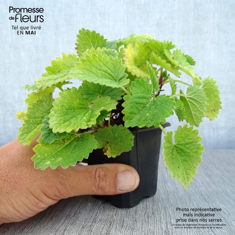 Exemplaar van Andoorn Superba - Stachys grandiflora Kweekpotje van 8/9 cm zoals geleverd in de lente