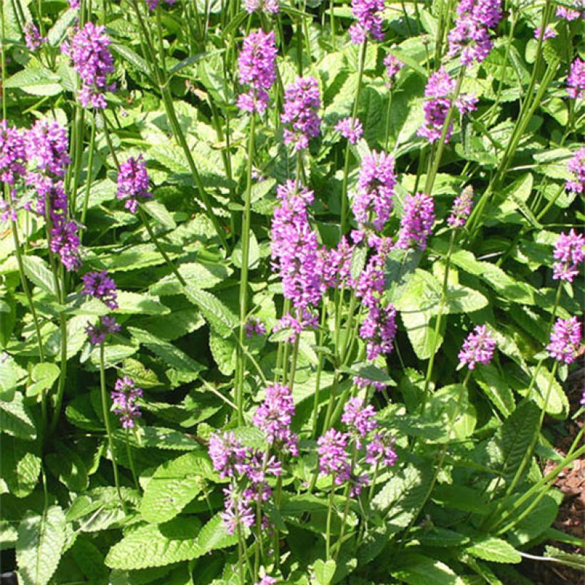 Stachys monieri Hummelo - Andoorn (Bloei)