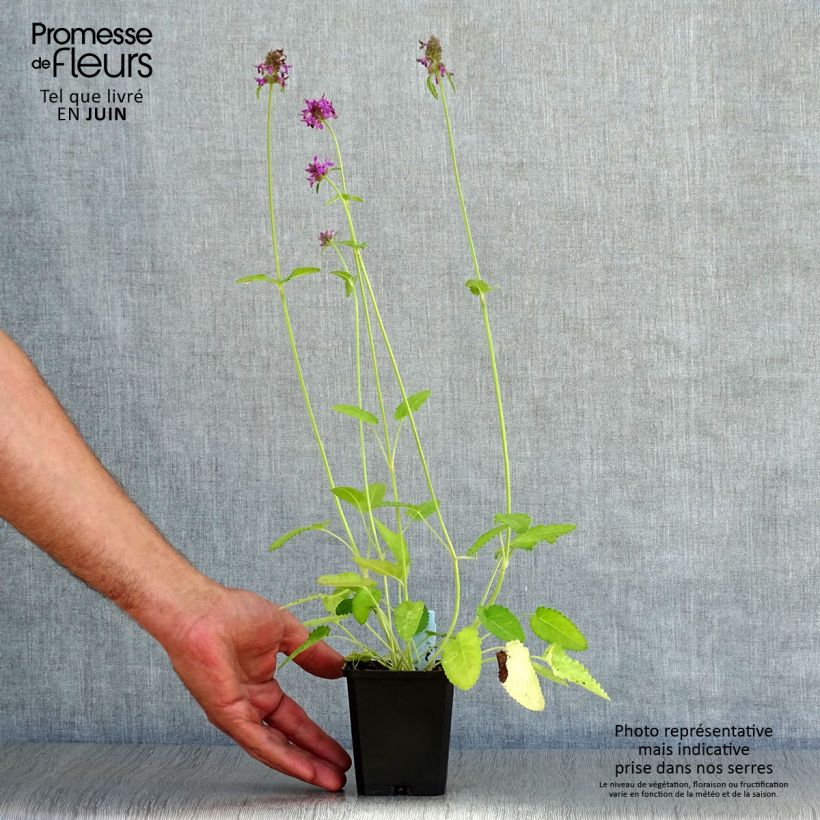 Exemplaar van Stachys monieri Hummelo - Andoorn Kweekpotje van 8/9 cm zoals geleverd in de zomer