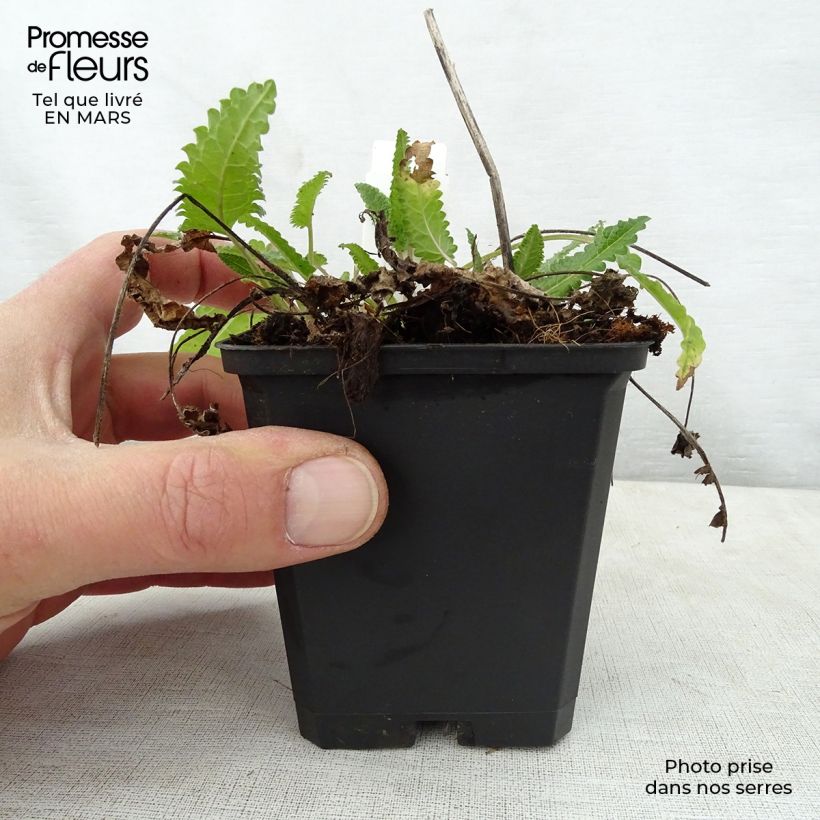 Exemplaar van Stachys monieri Rosea - Andoorn Kweekpotje van 8/9 cm zoals geleverd in de lente