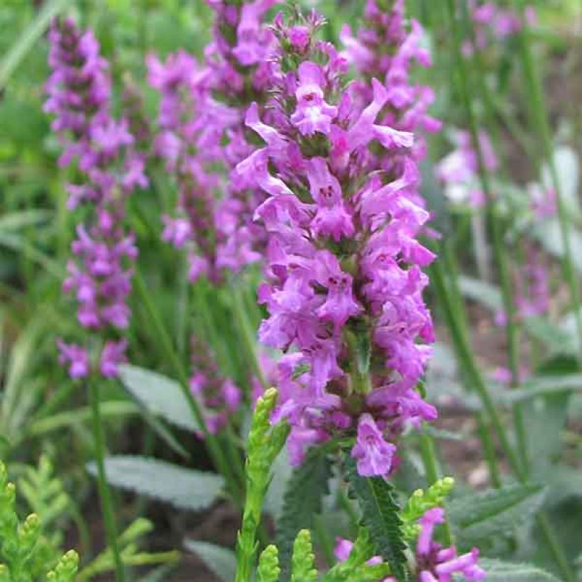 Stachys officinalis - Betonie (Bloei)