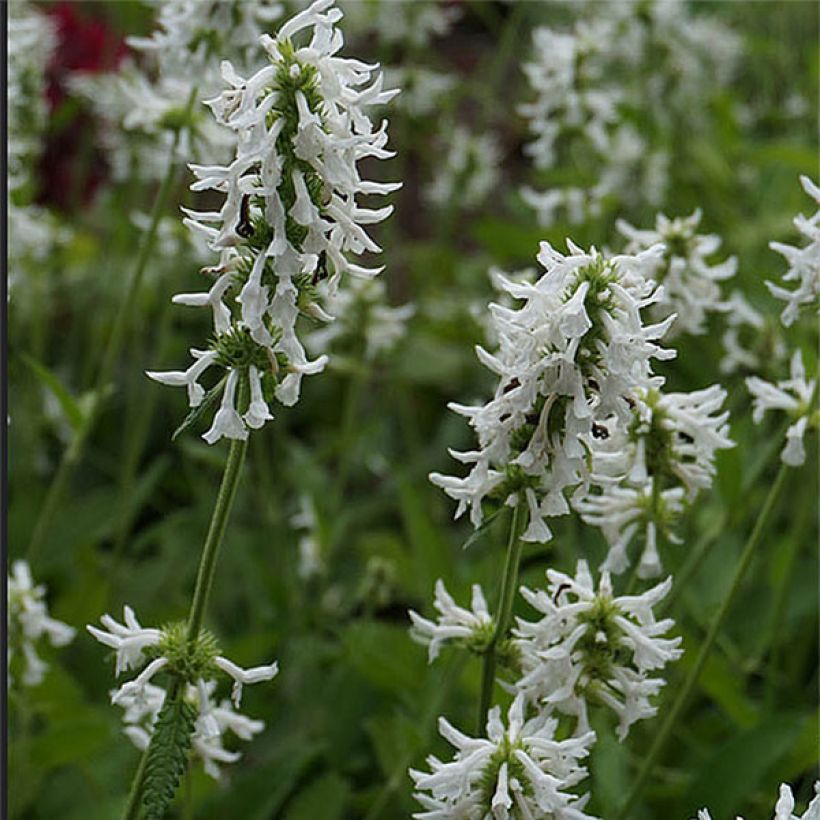 Stachys officinalis Alba - Betonie (Bloei)