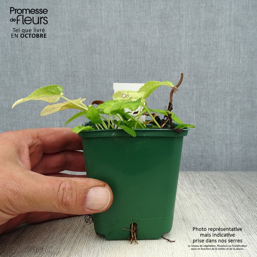Exemplaar van Stachys officinalis Alba - Betonie Kweekpotje van 8/9 cm zoals geleverd in de herfst