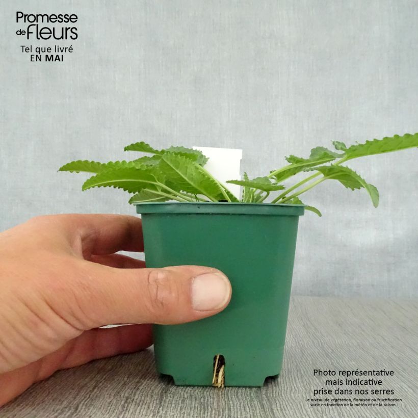 Exemplaar van Stachys officinalis Alba - Betonie Kweekpotje van 8/9 cm zoals geleverd in de lente