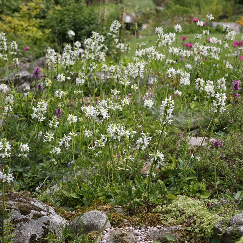Stachys officinalis Alba - Betonie (Groeiplaats)