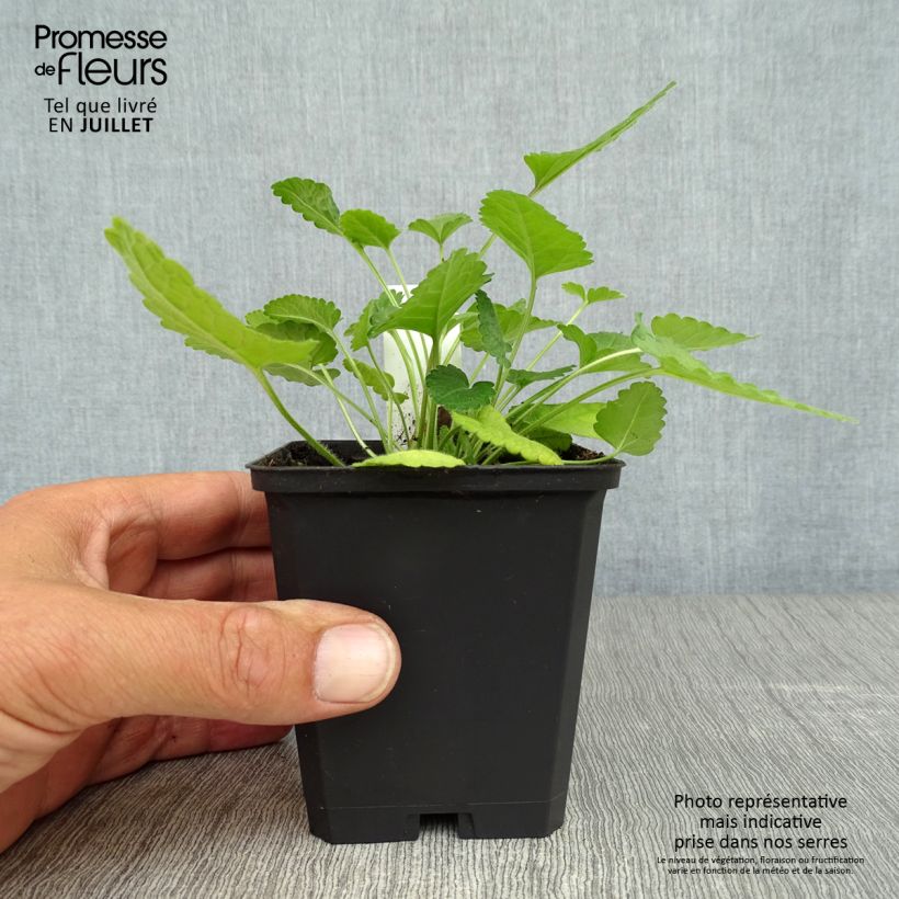 Exemplaar van Stachys officinalis - Betonie Kweekpotje van 8/9 cm zoals geleverd in de zomer